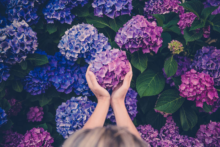 High angle view of woman holding purple flower