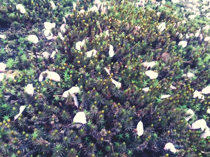 Plant growing on field