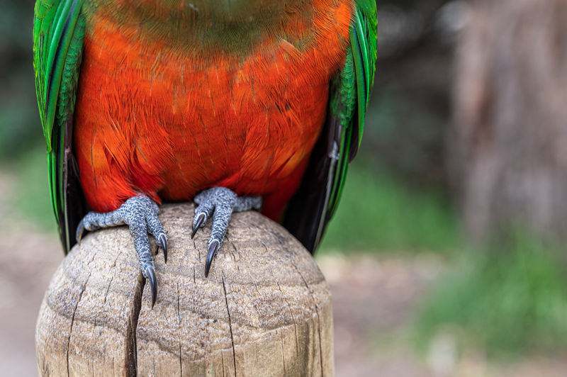Australian king parrot, alisterus scapularis, perched on a fence post, kennett river, australia