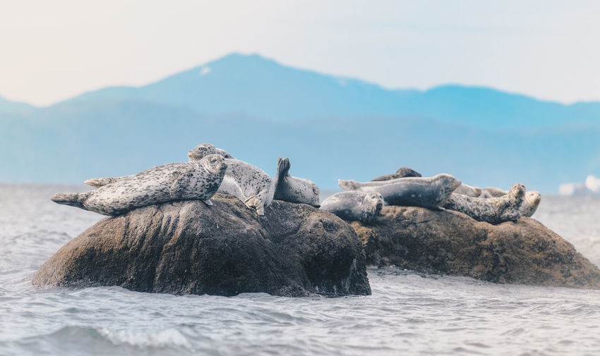 Seal on rock over sea against mountains