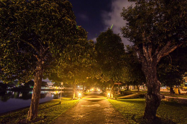 Illuminated trees at park against sky at night