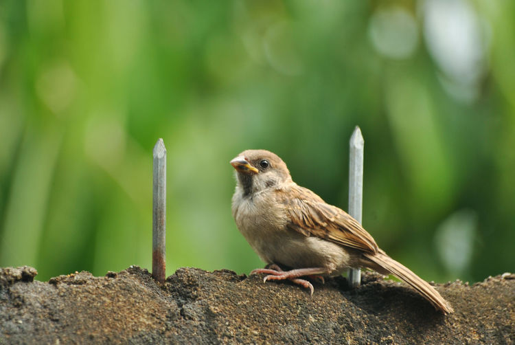 Close-up of sparrow perching between nails