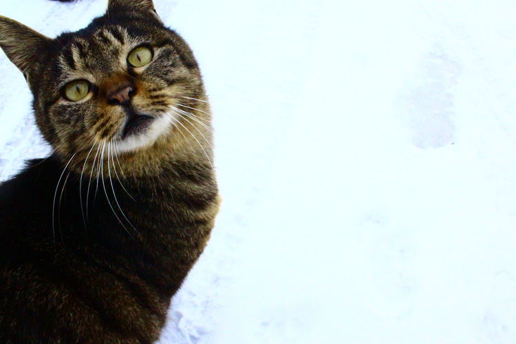 Portrait of cat sitting on snow field