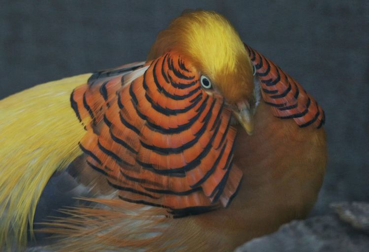 Close-up of golden pheasant