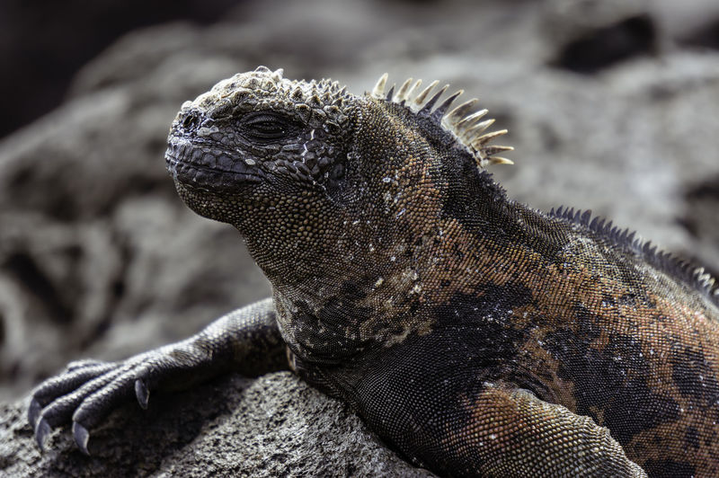 Close-up on a marine iguana on one of the galápagos islands.