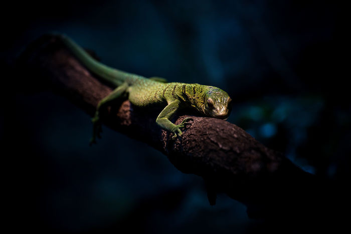 Close-up of lizard on tree at night