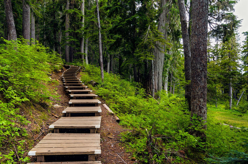Wooden steps on hill in forest