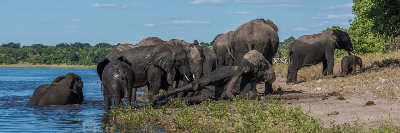 Panoramic view of elephants by river