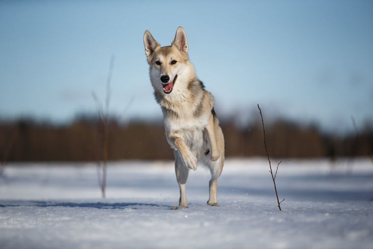 Portrait of dog standing on snow field