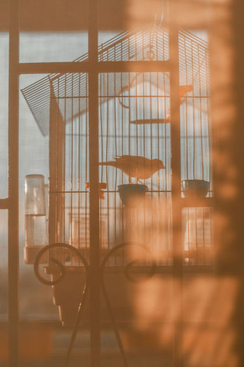 Silhouette of a canary in a cage during sunset