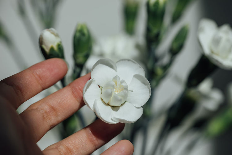 Close-up of hand holding white rose flower