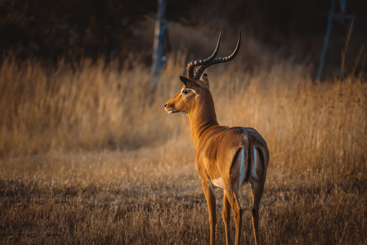 Impala posing 