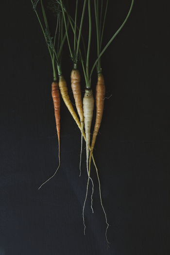 Carrots on black background