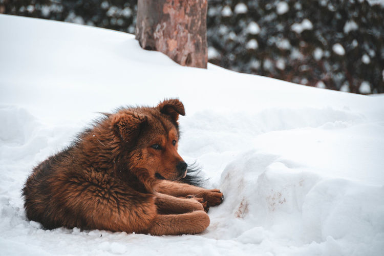 View of a dog on snow covered field