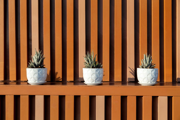 Three succulent plants in white pots as modern outdoor decoration