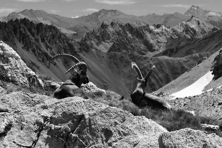 High angle view of mountain goats sitting on mountain 