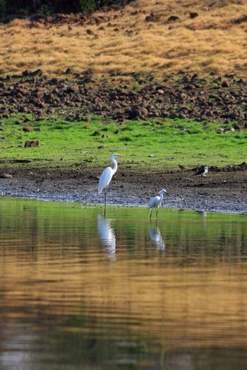 Birds perching on a lake