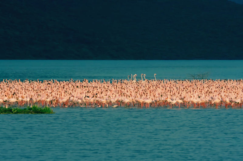 View of birds in lake
