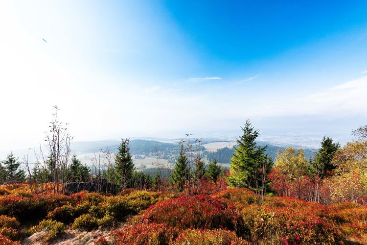 Scenic view of forest against sky during autumn