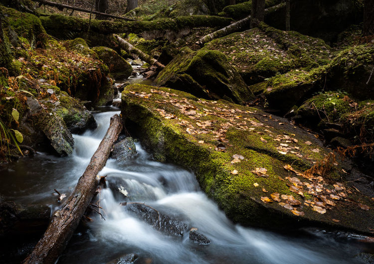 Scenic view of waterfall in forest
