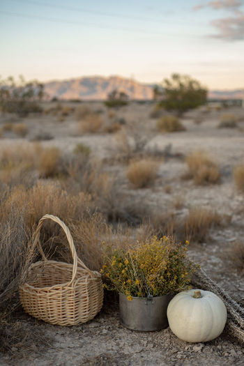 White pumpkin, wildflowers, dried cactus, basket in mojave desert autumn  earth tones