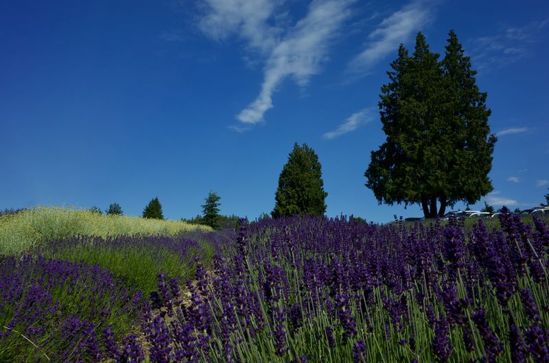 Purple flowering plants on field against blue sky