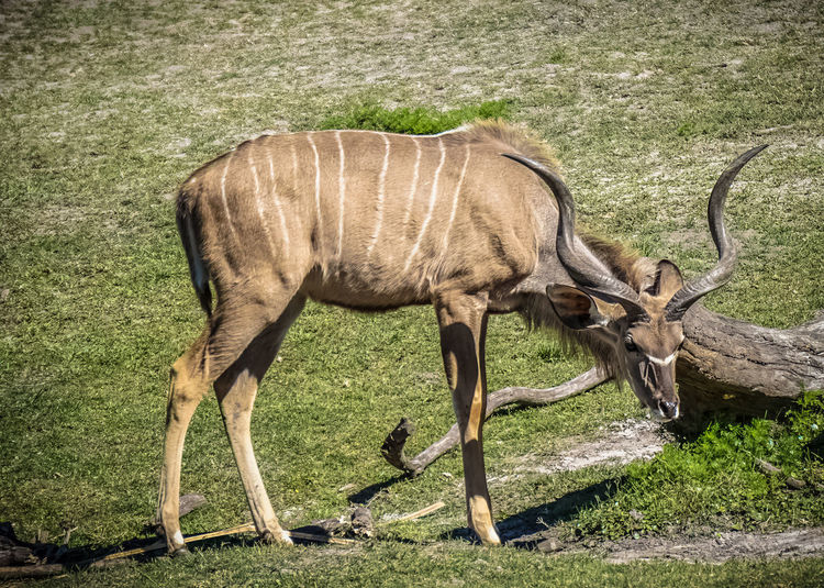 Antelope on field