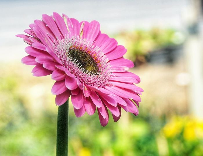 Close-up of pink flower