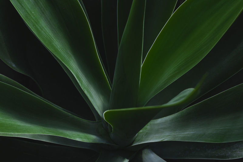 Full frame shot of succulent plant