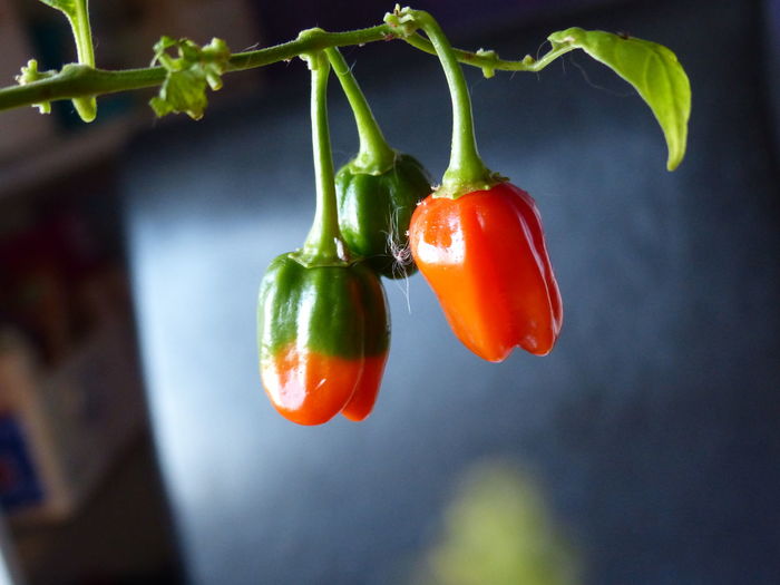 Close-up of red chili peppers hanging on plant