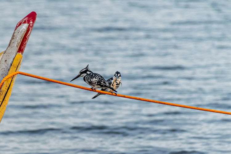 Two pied kingfishers, ceryle rudis,  perched on a mooring line, one with fish prey
