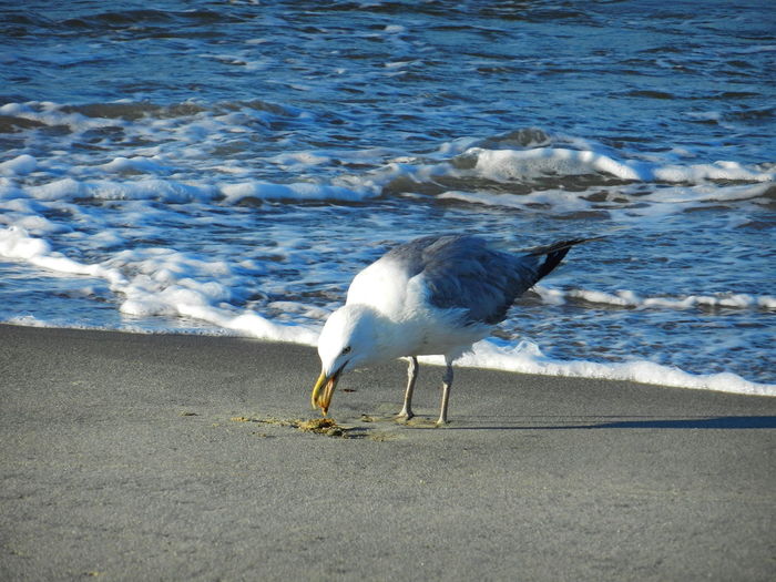 Seagull on beach