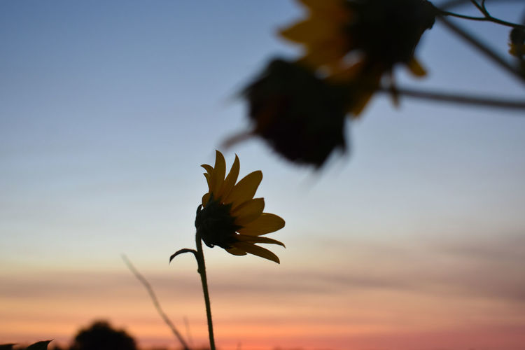 Low angle view of flowering plant against sky during sunset
