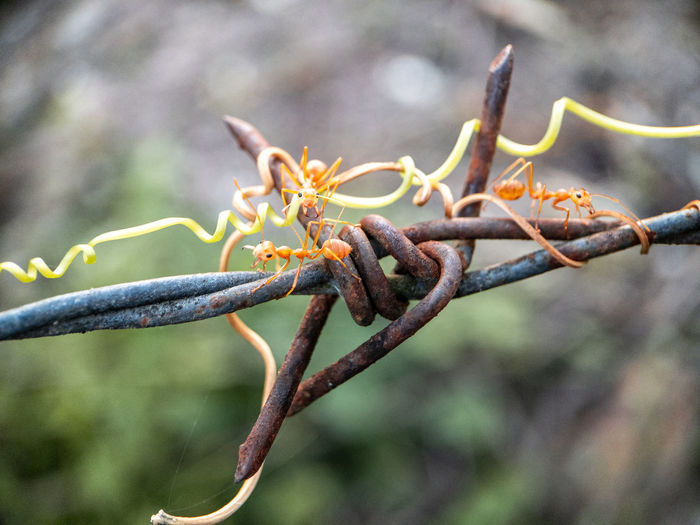 Close-up of flower buds on branch