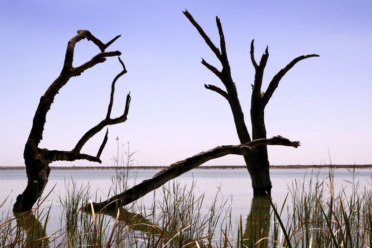 Bare tree by lake against clear sky