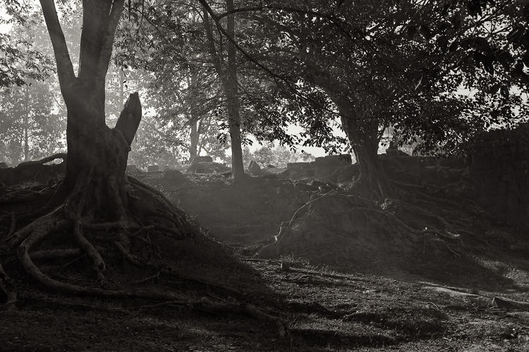 View of trees in forest