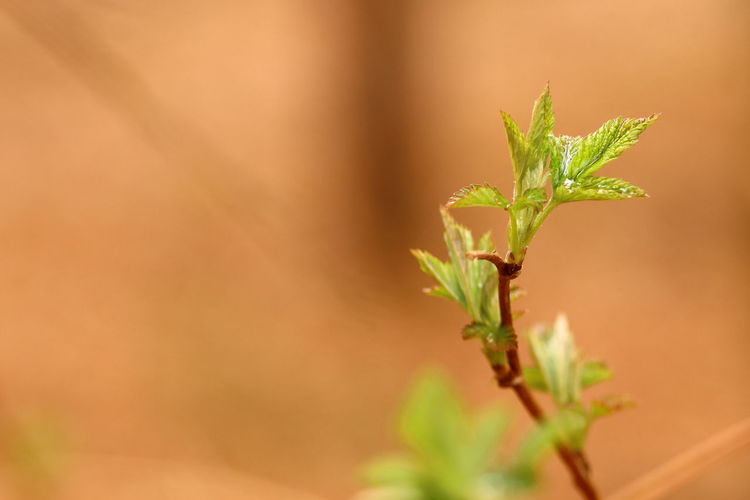 Close-up of plant