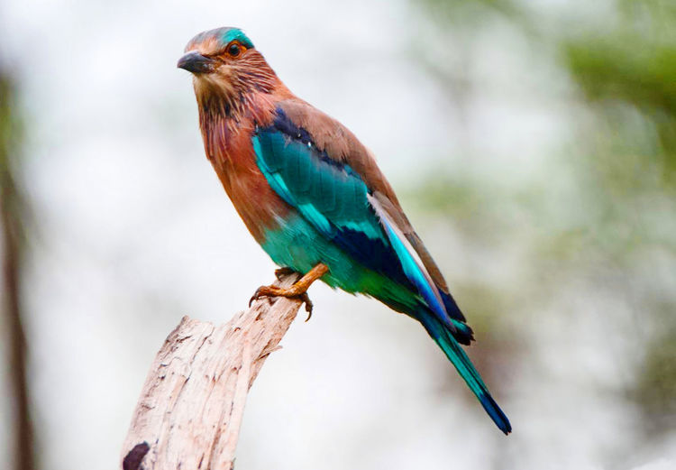 Close-up of bird perching on branch