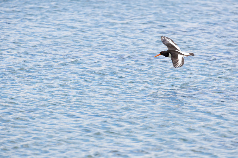 Black oystercatcher flying over sea