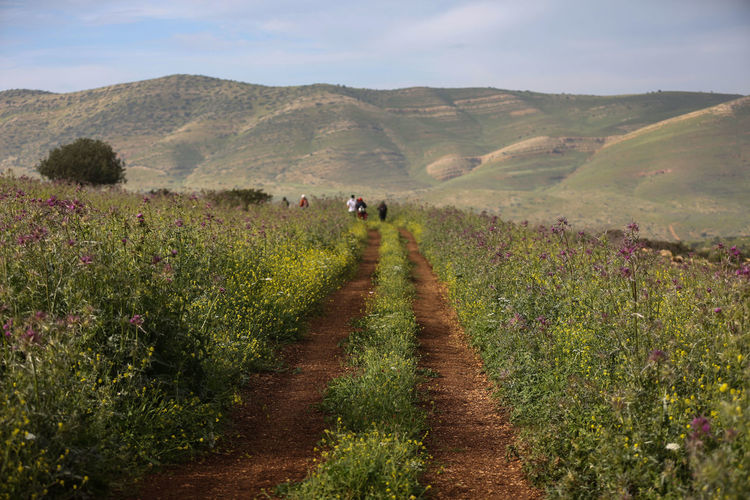 Rear view of trail on agricultural field against sky