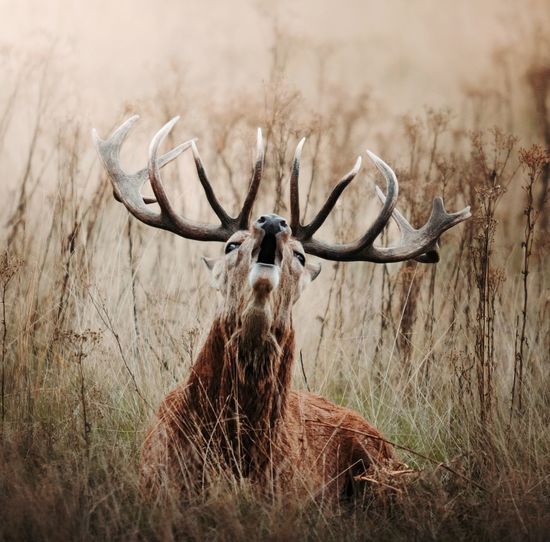 Bellowing stag lying down