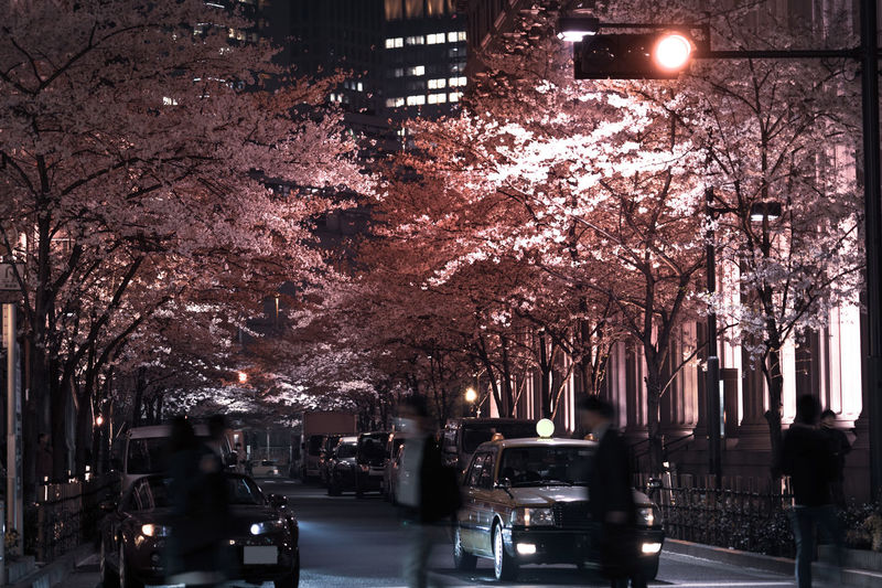 View of cherry trees in city at night