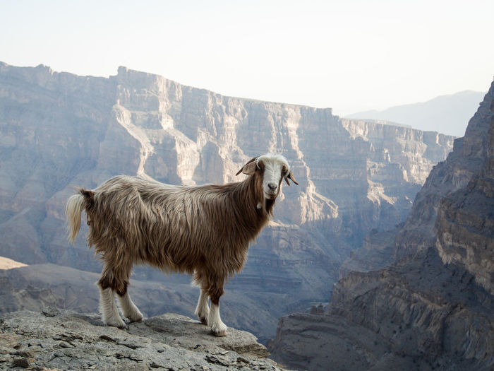 Close up view to the wild goat in the middle east of oman mountains.