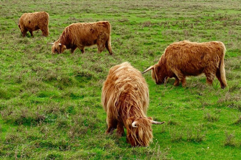 Highland cattle grazing on field
