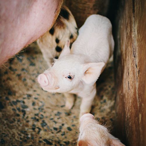 High angle view of pigs in barn