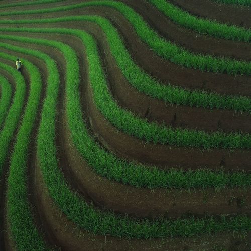 High angle view of woman working on agricultural field