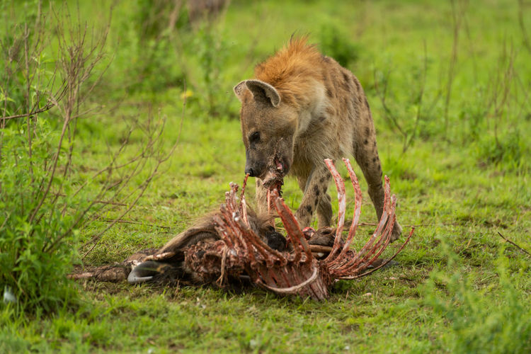 Spotted hyena chewing bones of wildebeest carcase