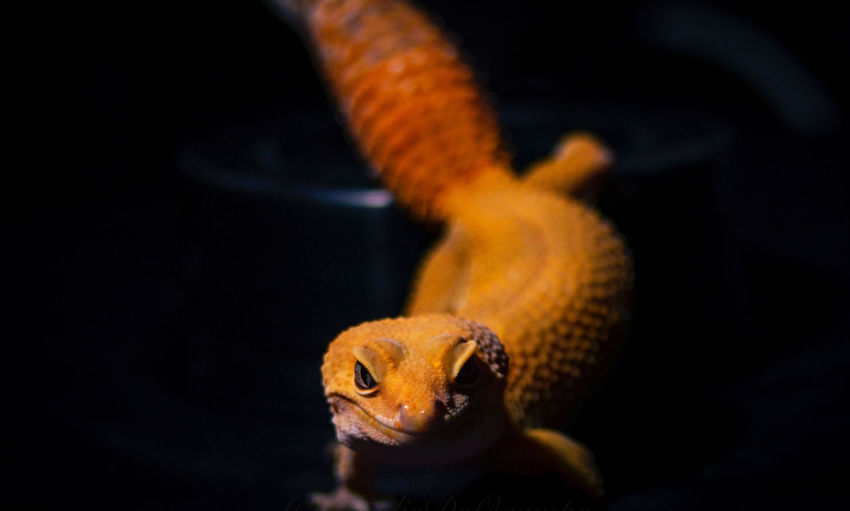 A close up shot of gecko reptile