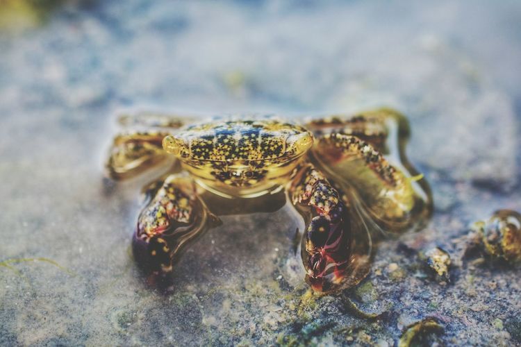 Close-up of crab at beach