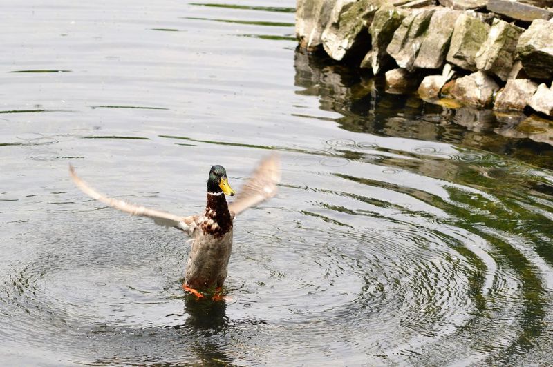 Duck flapping wings in lake 